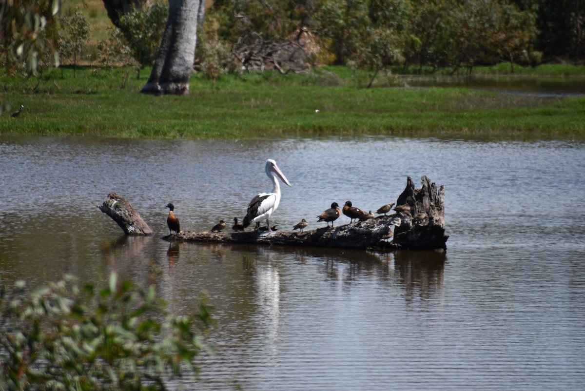Australian Shelduck - ML75524131