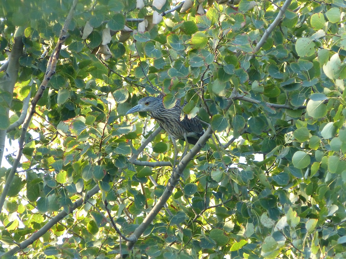 Yellow-crowned Night Heron - ML75524431