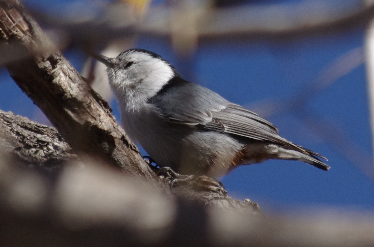 White-breasted Nuthatch - ML75526961