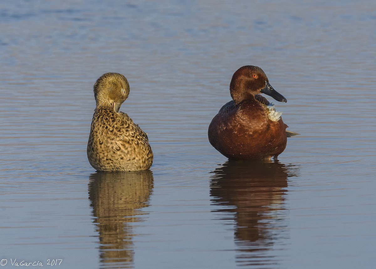 Cinnamon Teal - ML75527861