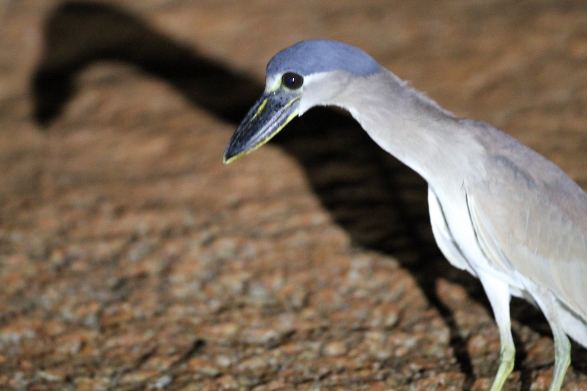 Boat-billed Heron - ML75527921