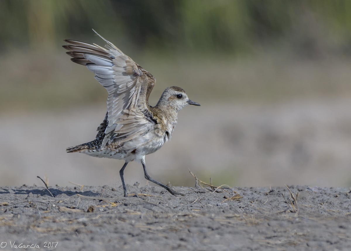 American Golden-Plover - ML75528081