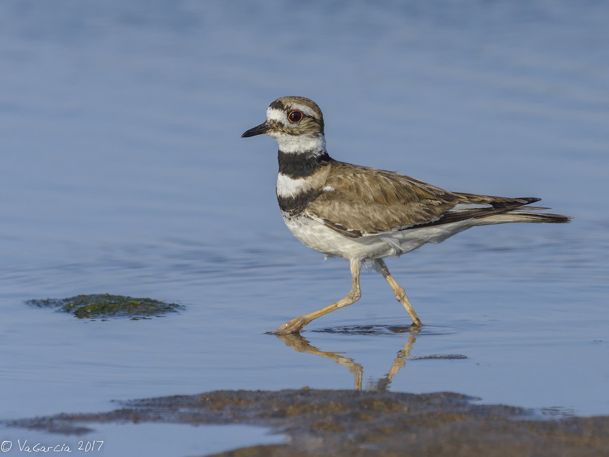 Killdeer - ML75528131