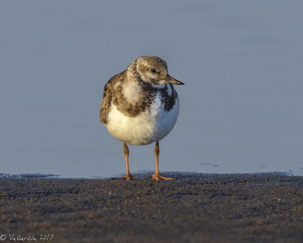 Ruddy Turnstone - ML75528191