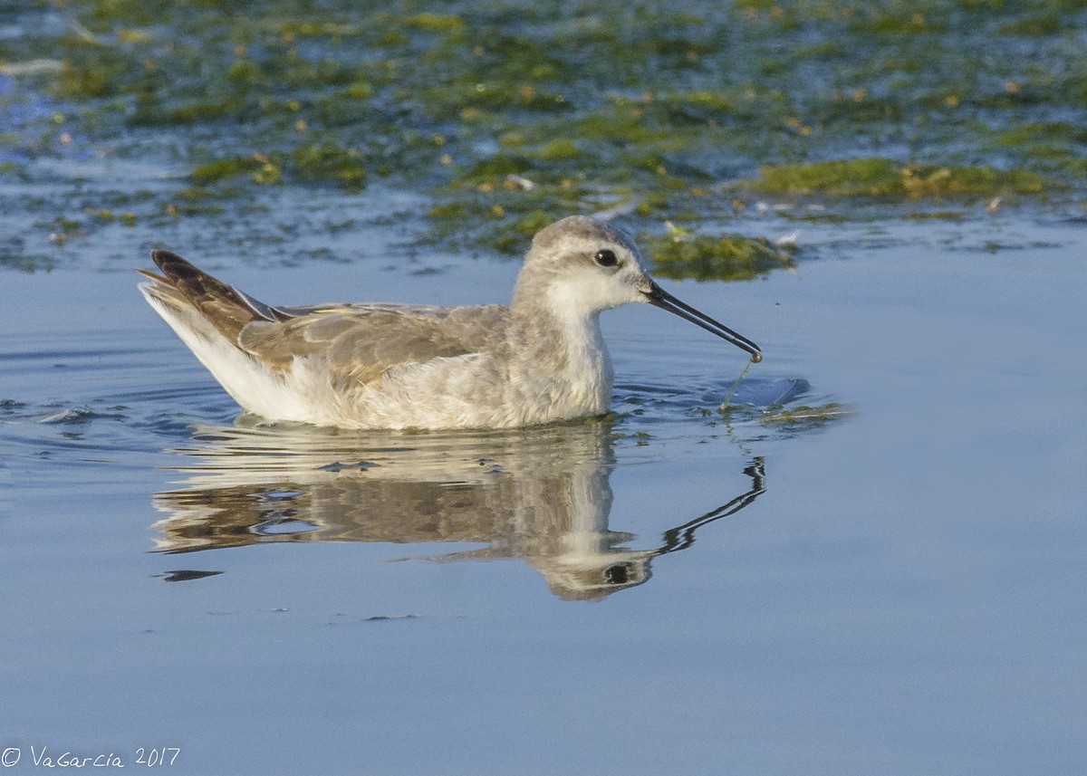 Wilson's Phalarope - ML75528251