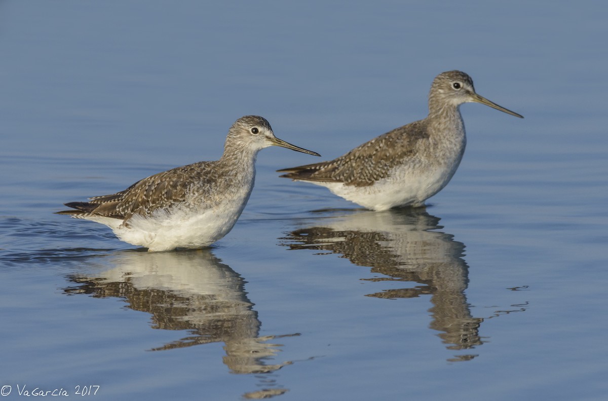 Greater Yellowlegs - ML75528301