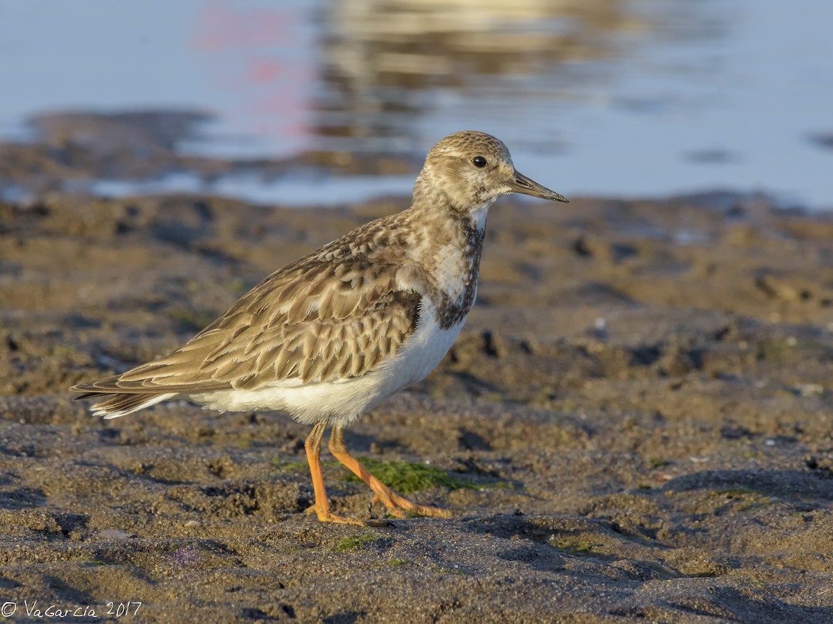 Ruddy Turnstone - ML75528311