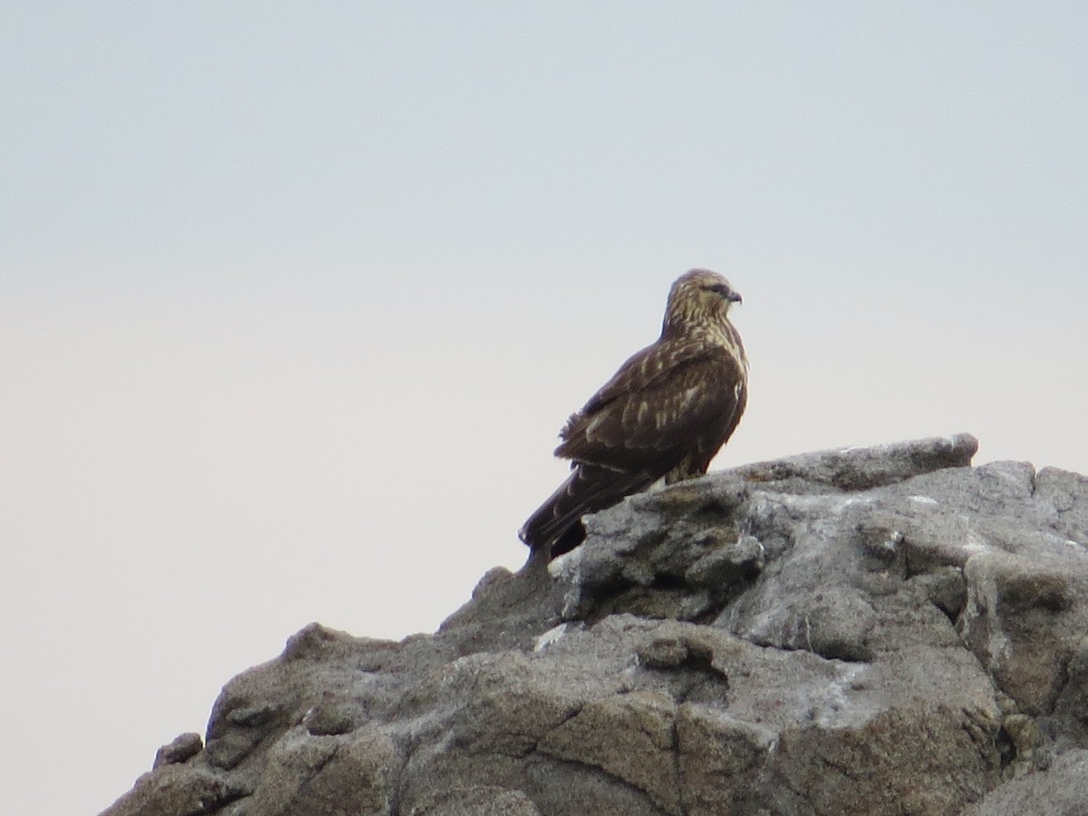 Rough-legged Hawk - ML75528431