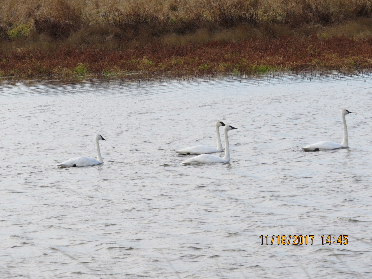 Cisne Trompetero - ML75528491