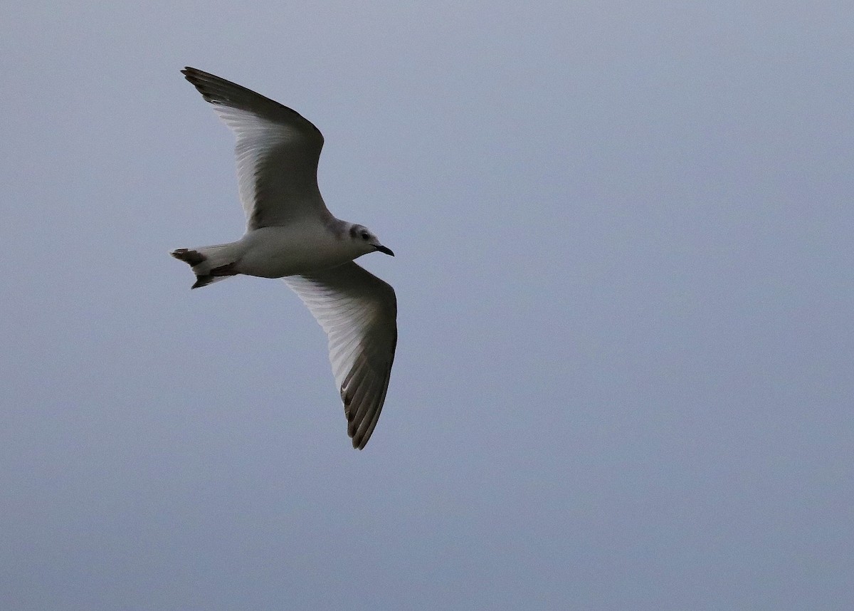 Sabine's Gull - ML75528591