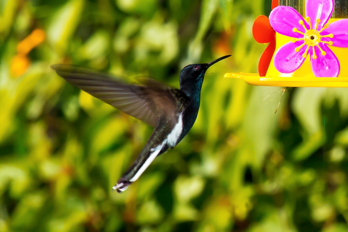kolibřík černobílý - ML75528621