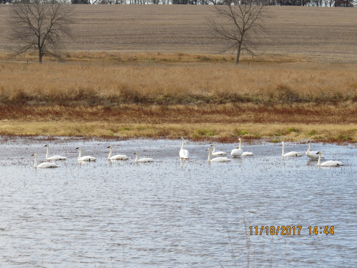 Trumpeter Swan - ML75528701