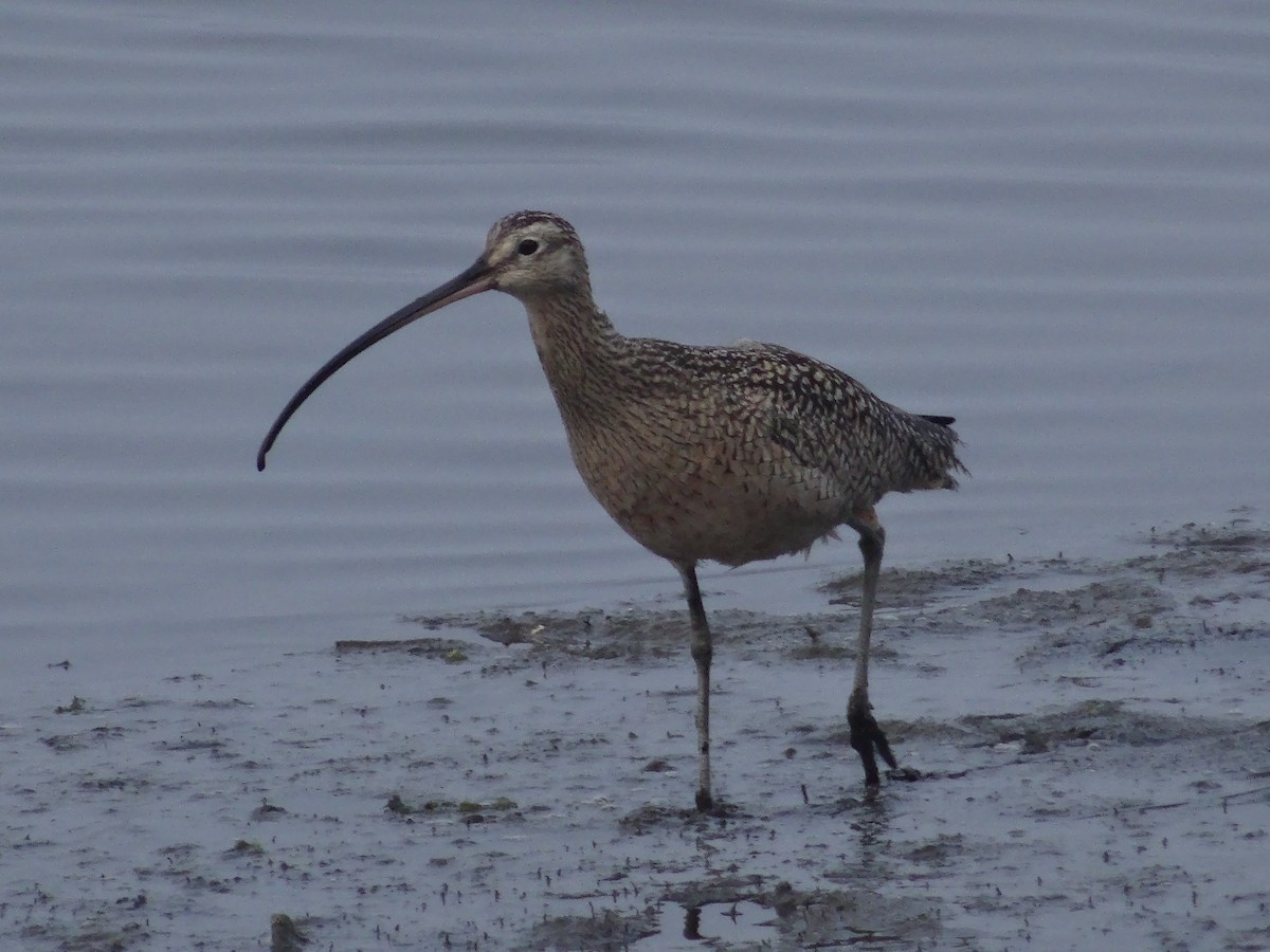 Long-billed Curlew - ML75529661