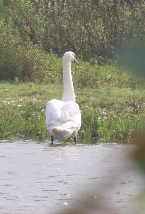 Mute Swan - ML75529701