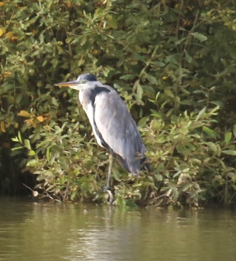 Gray Heron - ML75529891