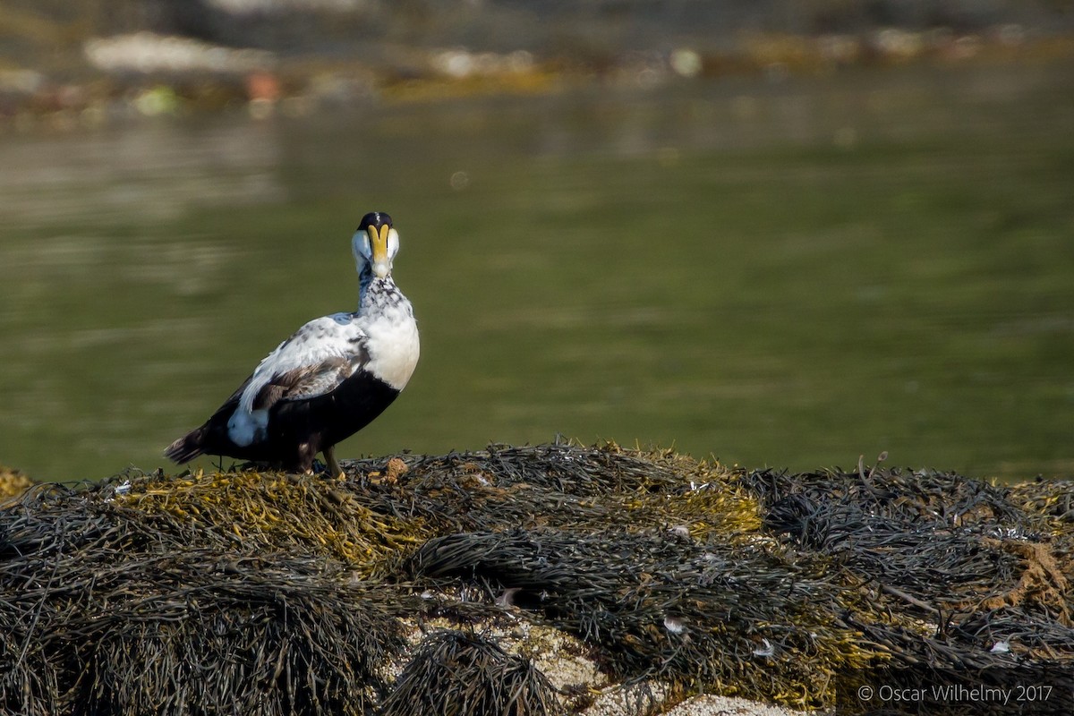 Common Eider (Dresser's) - ML75529971