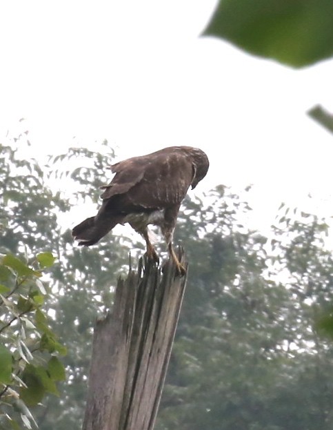 Common Buzzard - ML75529981