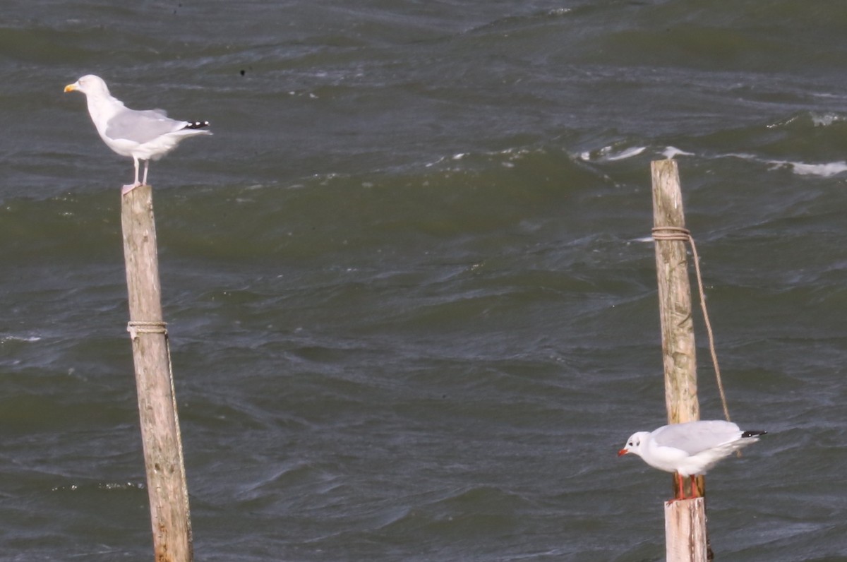 Herring Gull - ML75530081