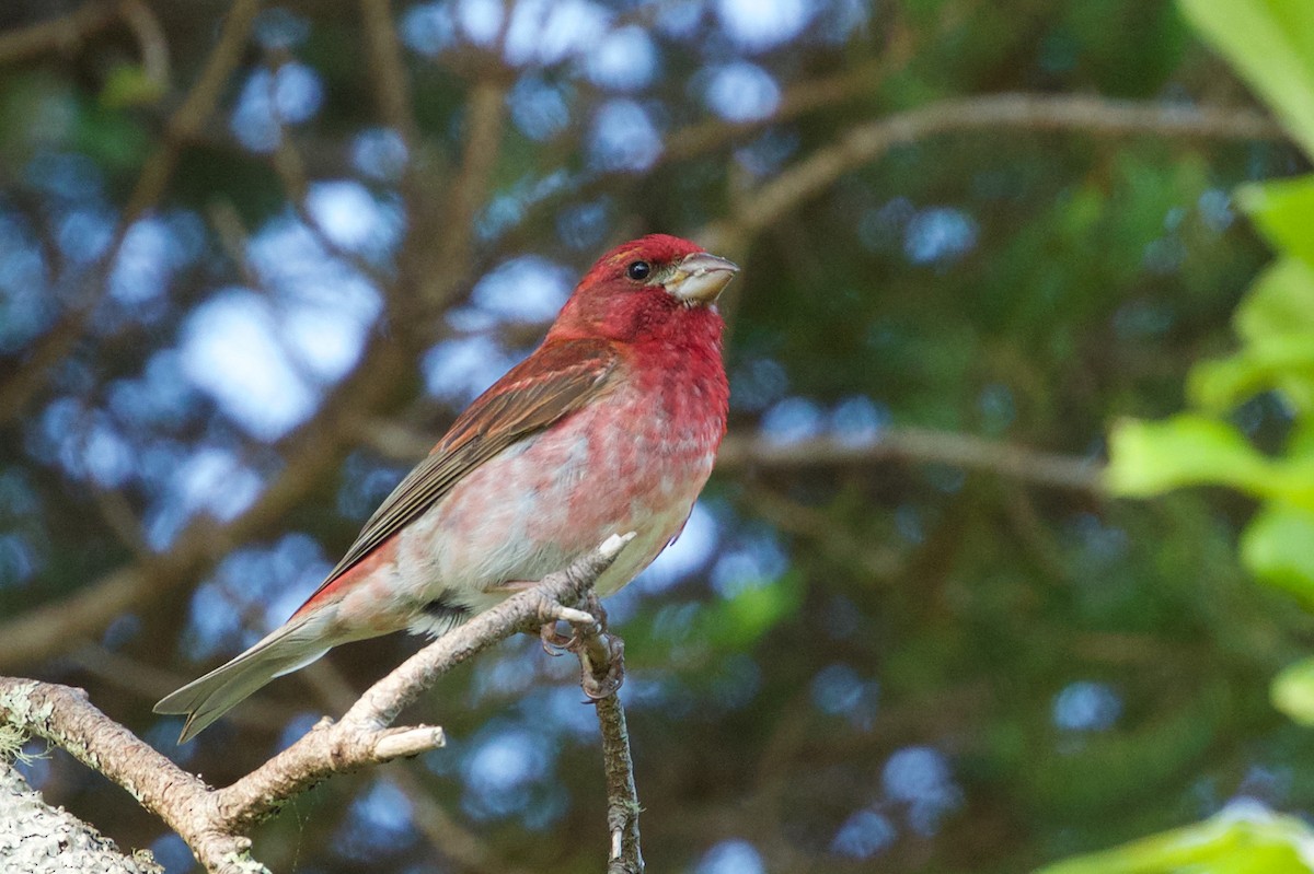 Purple Finch - ML75530781