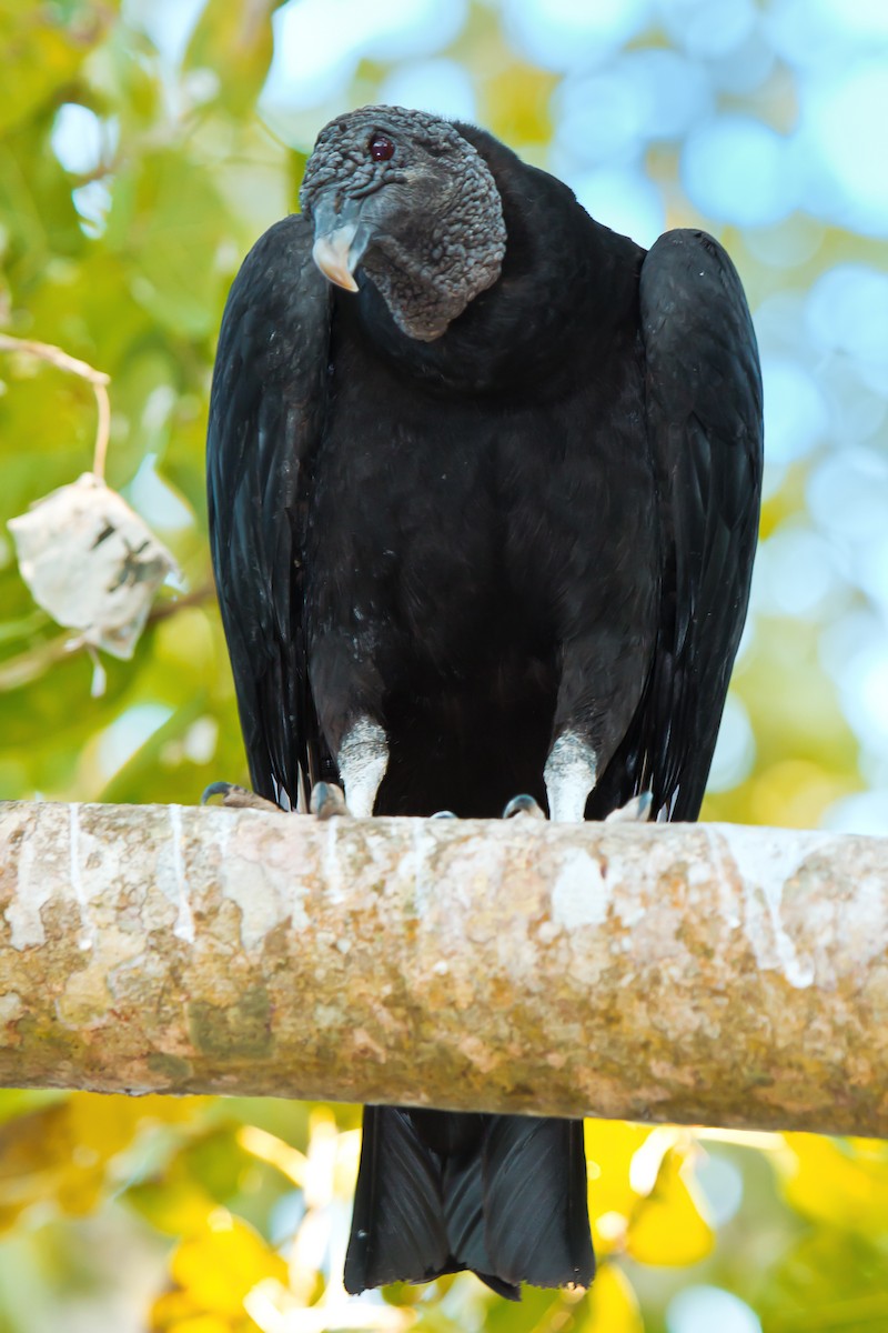 Black Vulture - graichen & recer