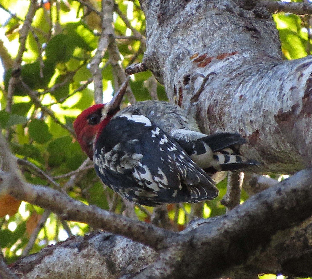 Red-breasted Sapsucker - ML75531731