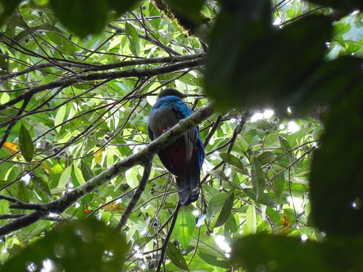 Pavonine Quetzal - Susana Cubas Poclin