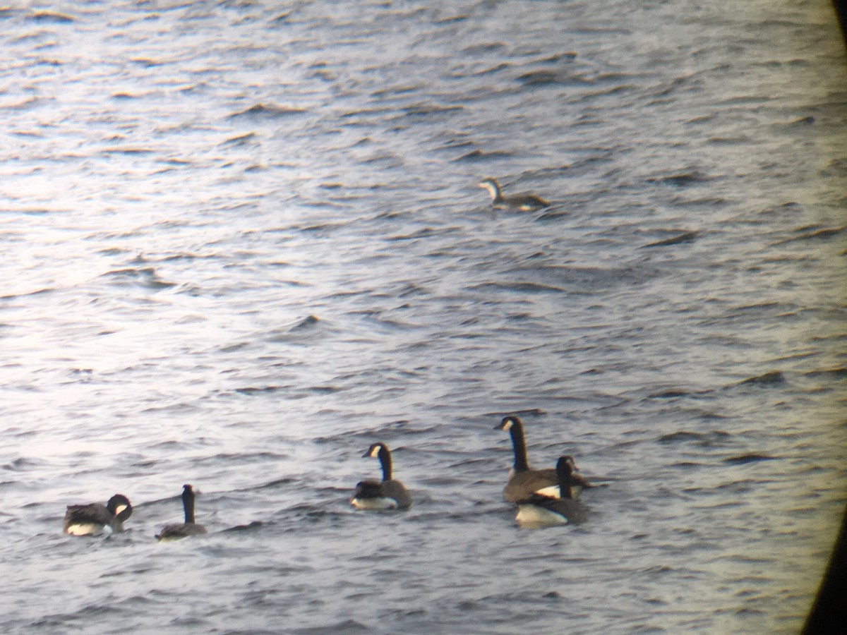 Red-throated Loon - Stollery & Flood