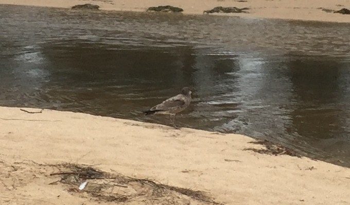 Pacific Gull - Steven Cooper