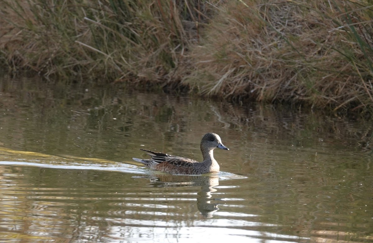 American Wigeon - ML75540111