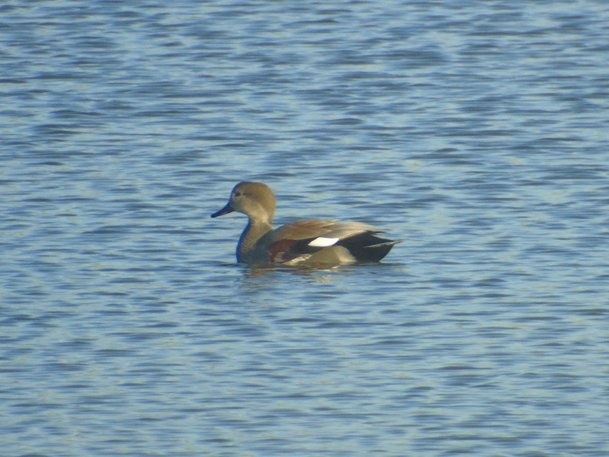 Gadwall - Marie Asscherick