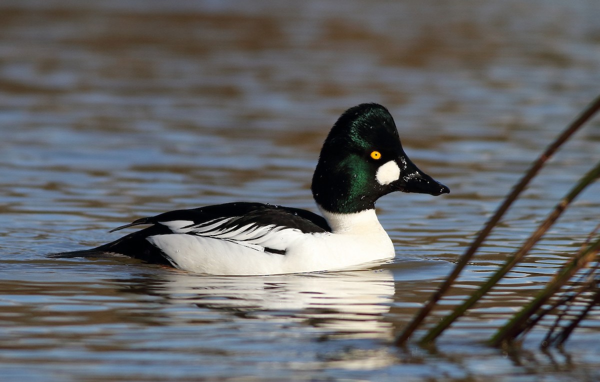 Common Goldeneye - Andrew Johnson