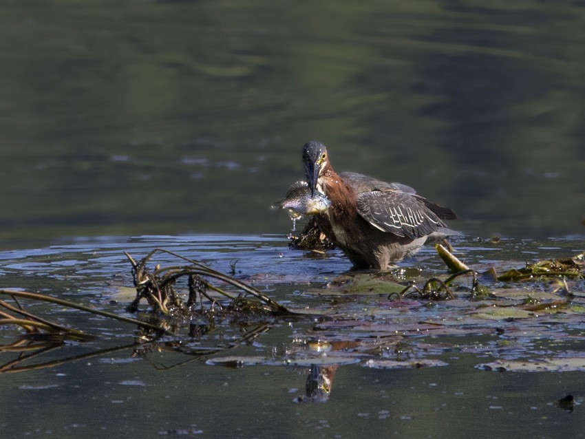 Green Heron - ML75542131