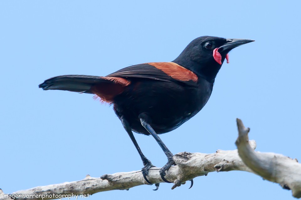 North Island Saddleback - Imogen Warren