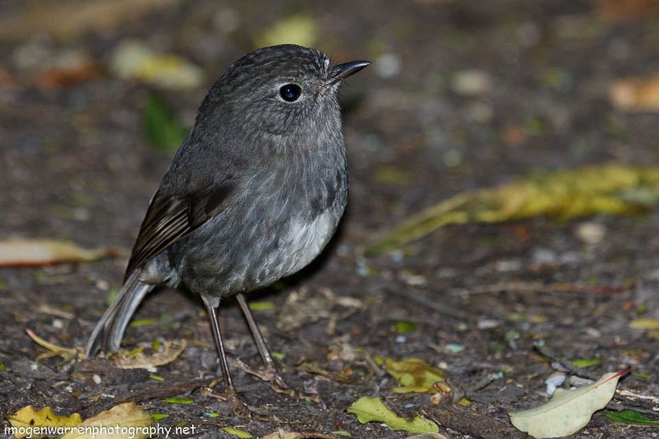 North Island Robin - Imogen Warren