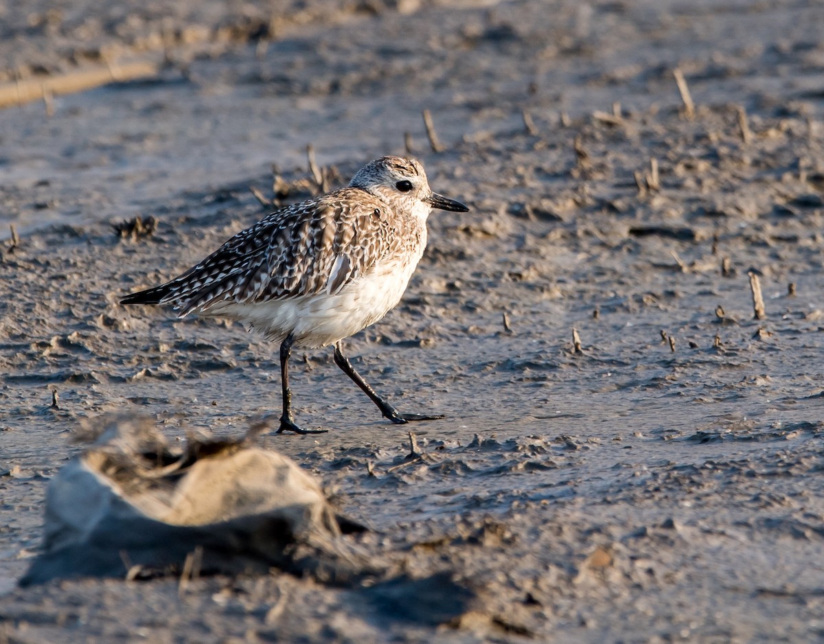 Black-bellied Plover - ML75543201