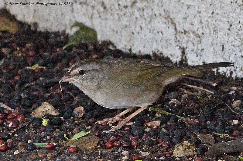 Olive Sparrow - Hans Spiecker