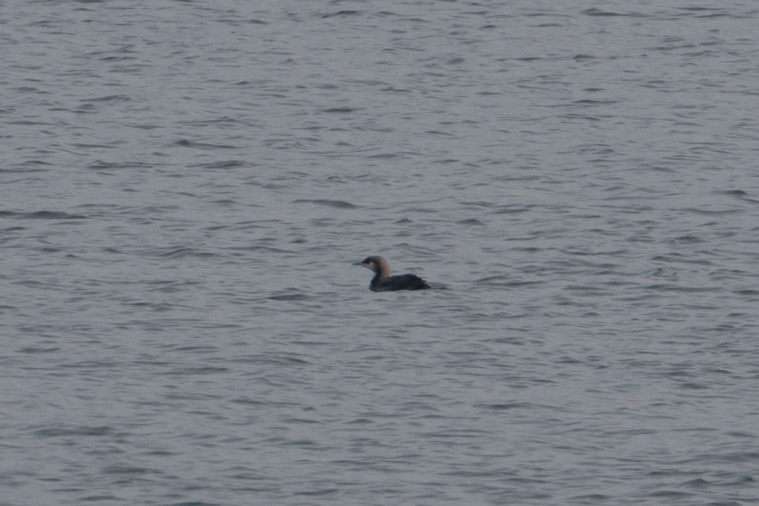 Pacific Loon - Audrey Addison