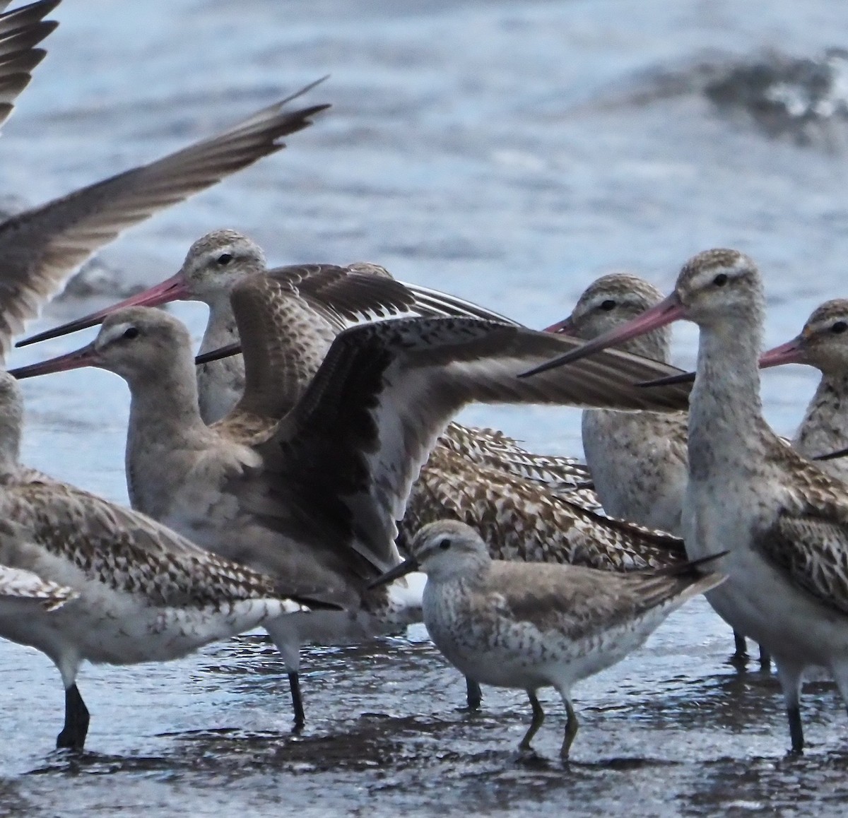 Hudsonian Godwit - Diane Peters