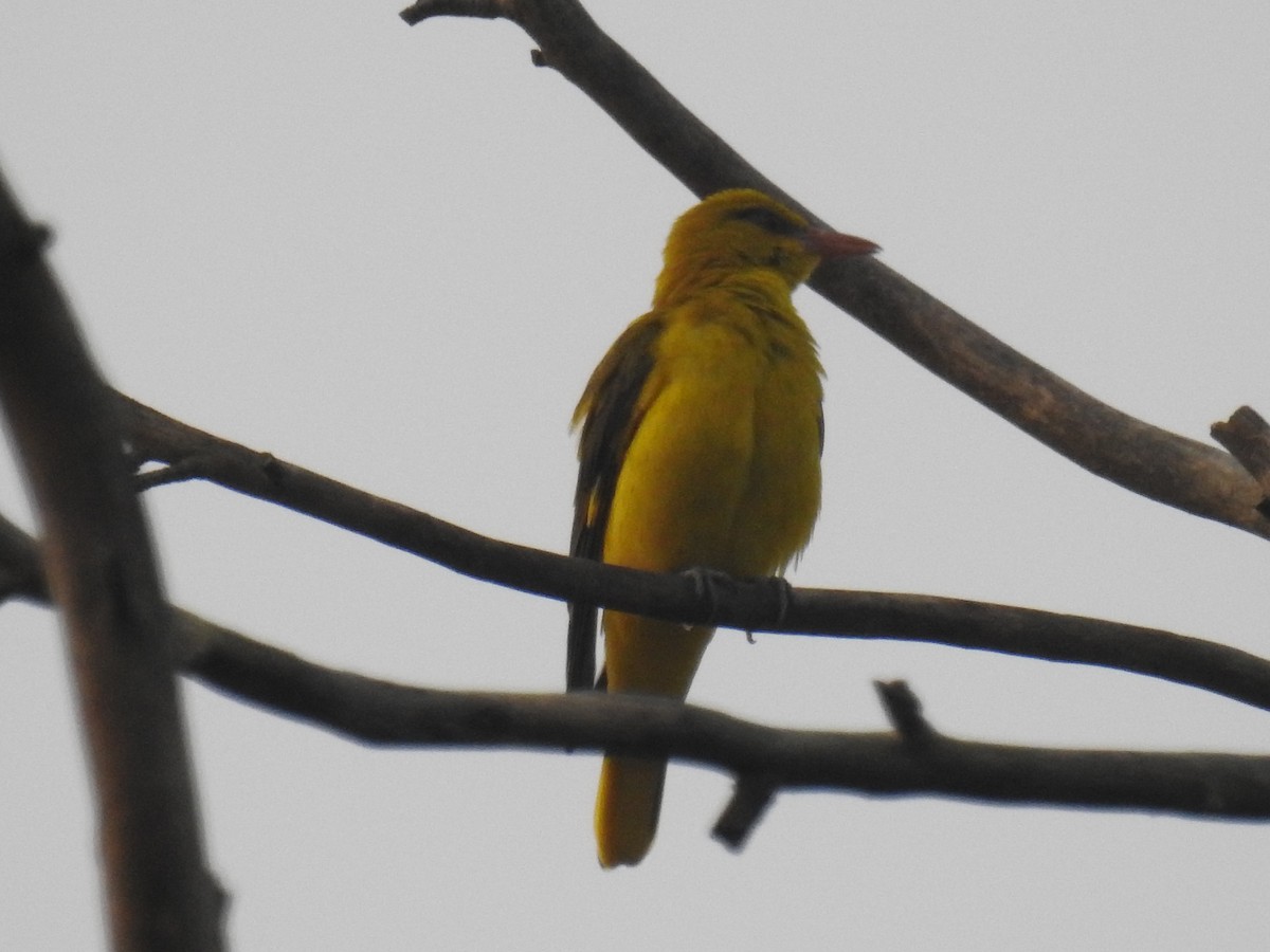 Indian Golden Oriole - ML75546051