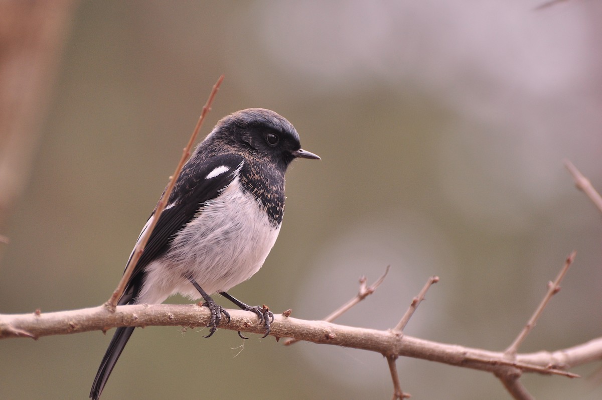 Blue-capped Redstart - ML75546261