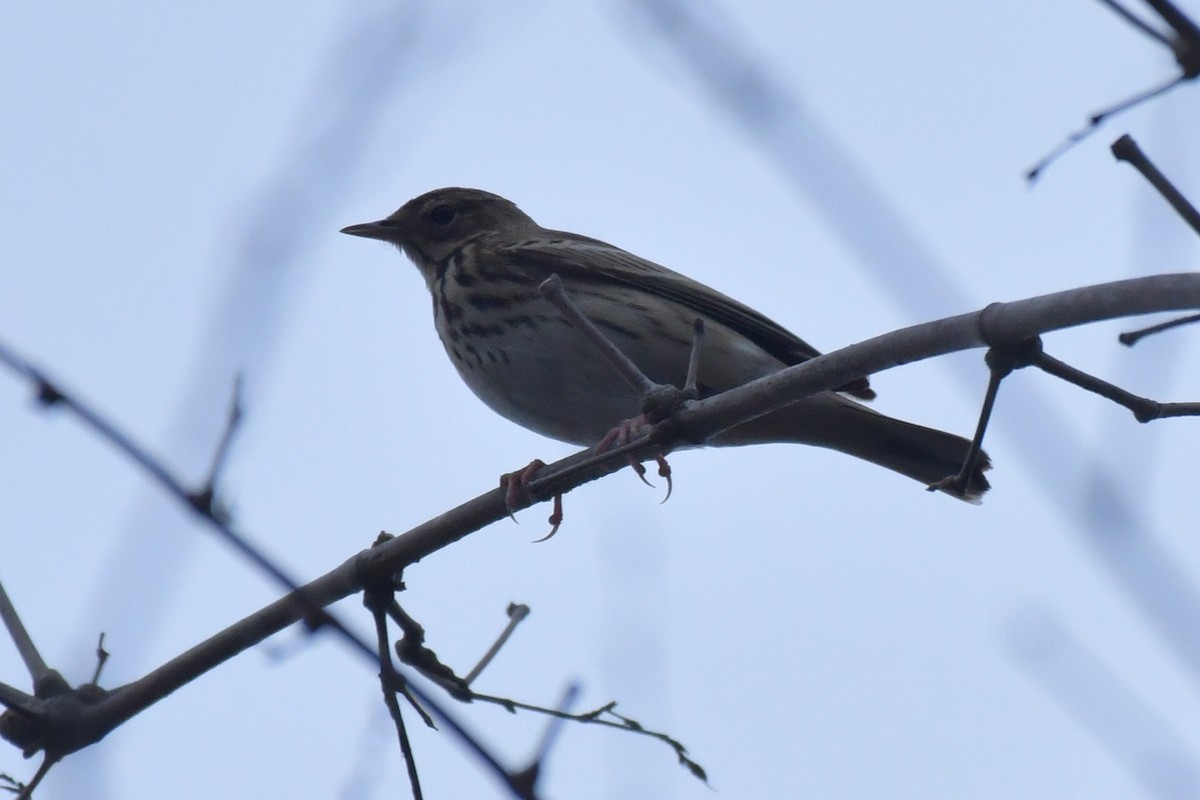 Pipit à dos olive - ML75548131