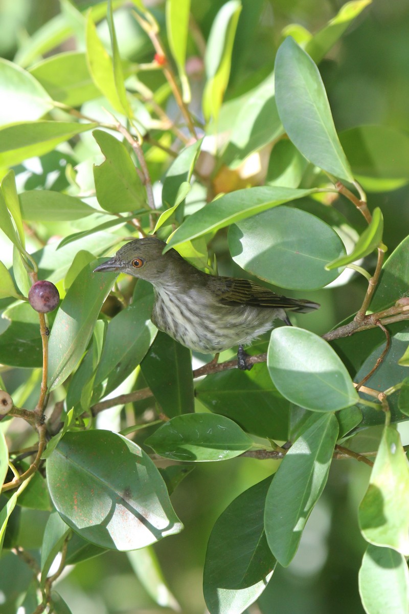 Thick-billed Flowerpecker - Doug Kibbe