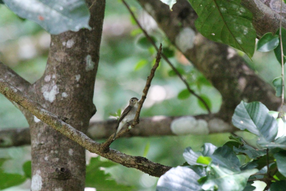 Asian Brown Flycatcher - ML75549981