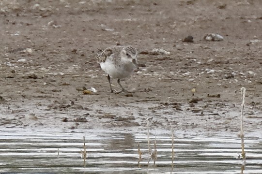 Little Stint - ML75549991