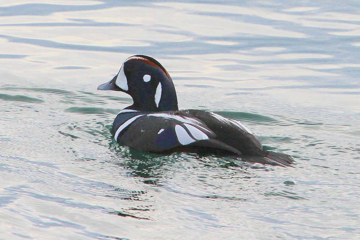 Pato Arlequín - ML75550951