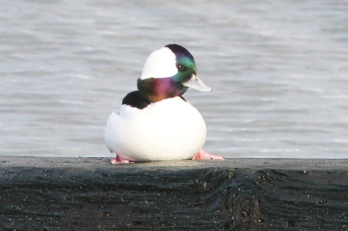 Bufflehead - ML75551331