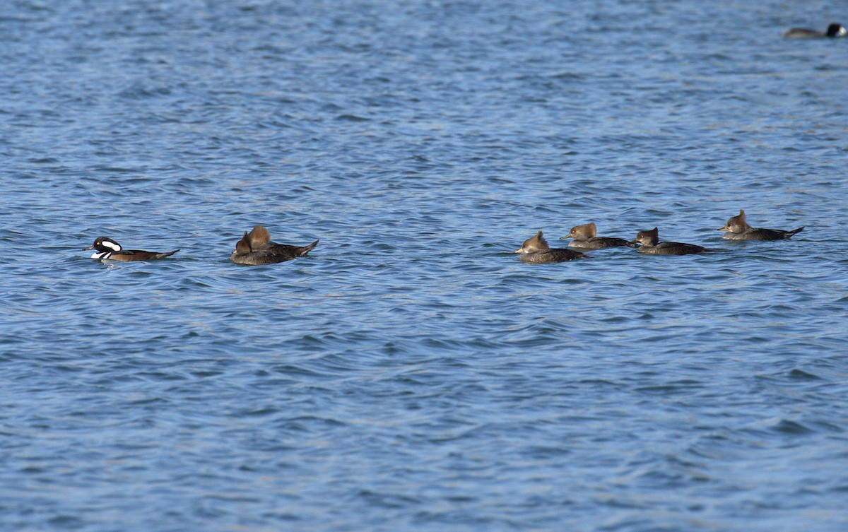 Hooded Merganser - ML75551471