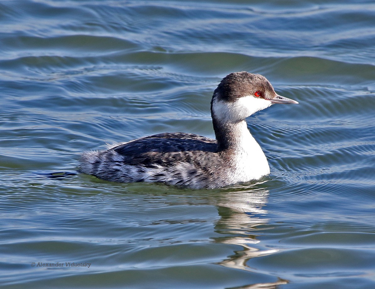 Horned Grebe - ML75552041