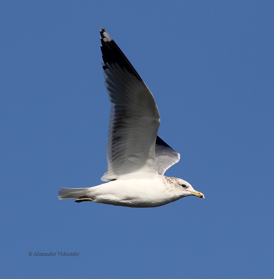 California Gull - ML75552071