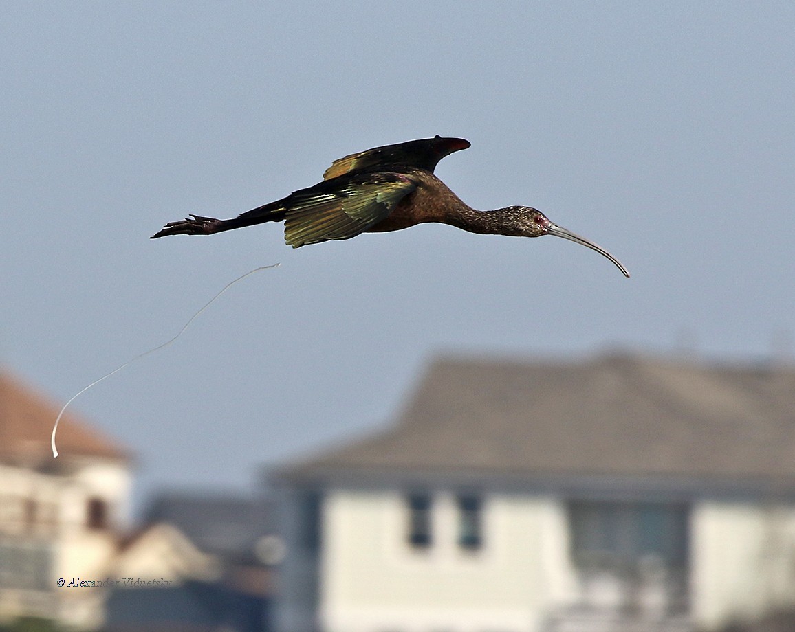 White-faced Ibis - ML75552141